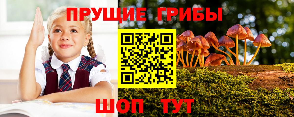Советская Гавань  Галлюциногенные грибы Psilocybine cubensis  Вход с VPN 